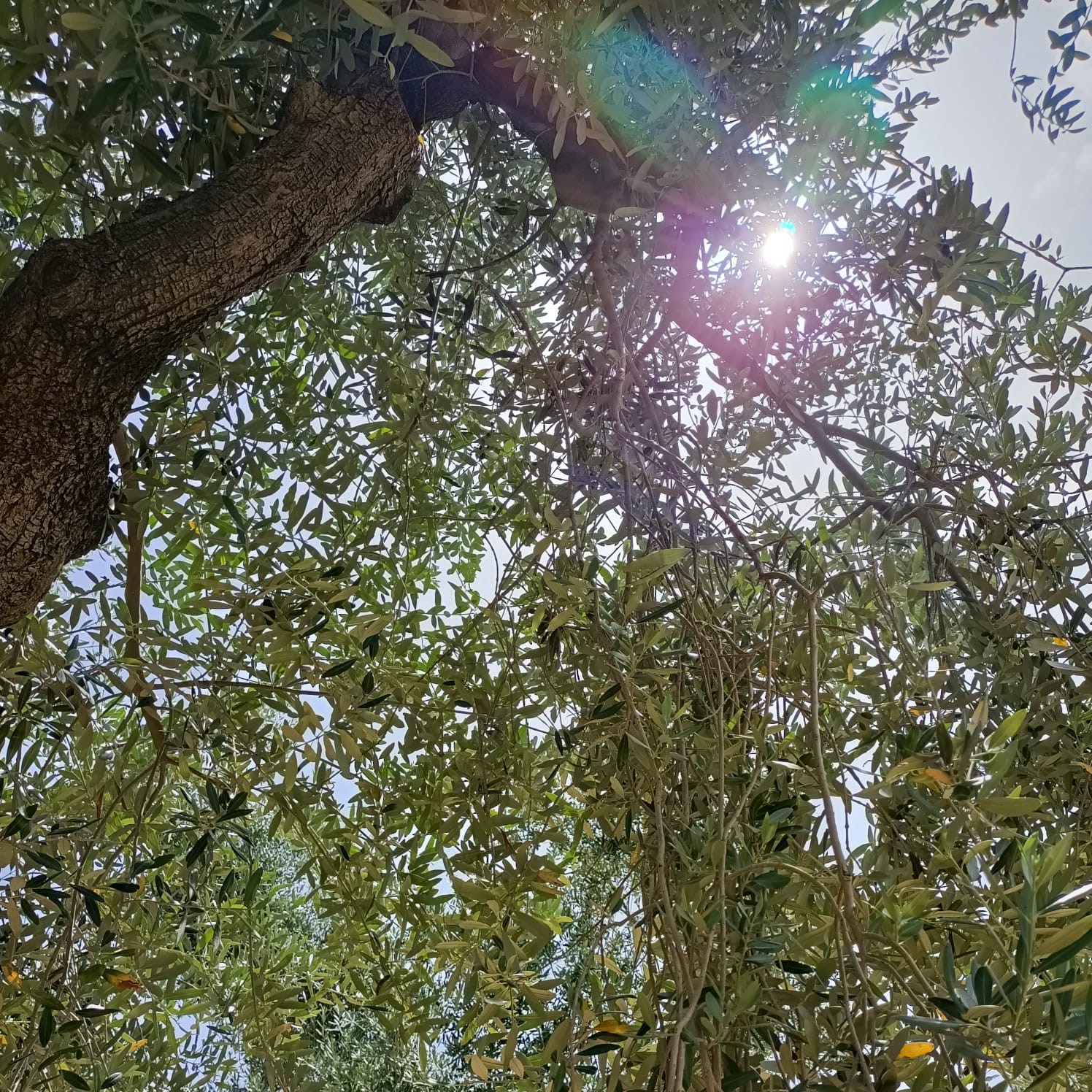 La produzione del nostro olio